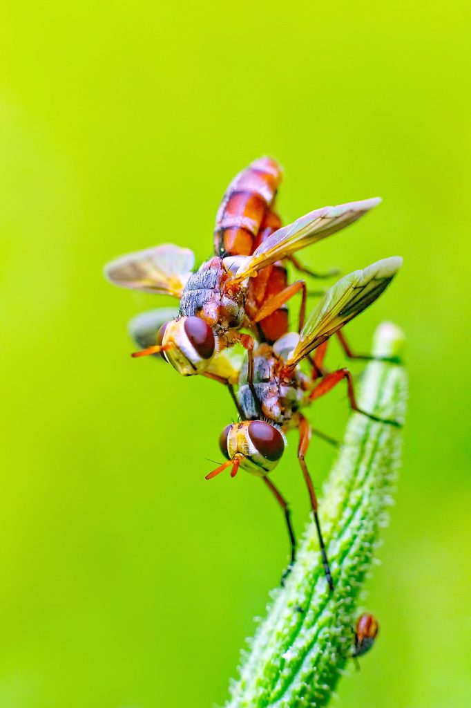 fly, insects, pair-637949.jpg