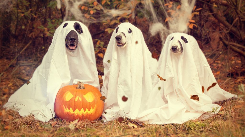halloween, pumpkin, gourd-2870607.jpg